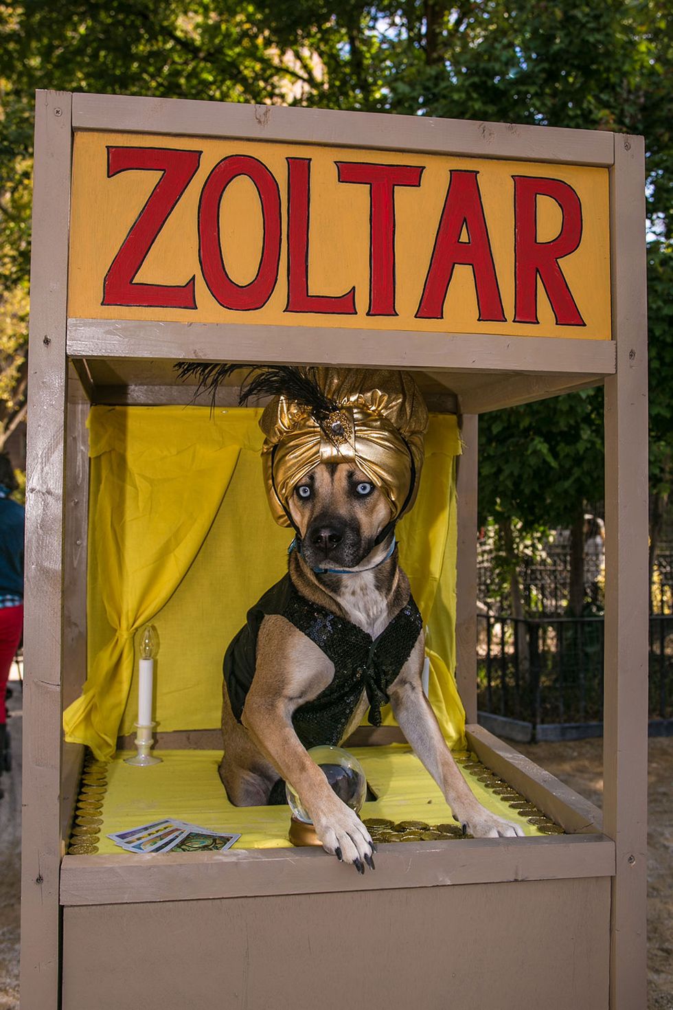 zoltar disfraz para tu perro