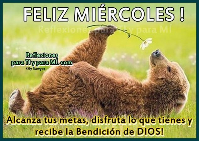 feliz miercoles osos