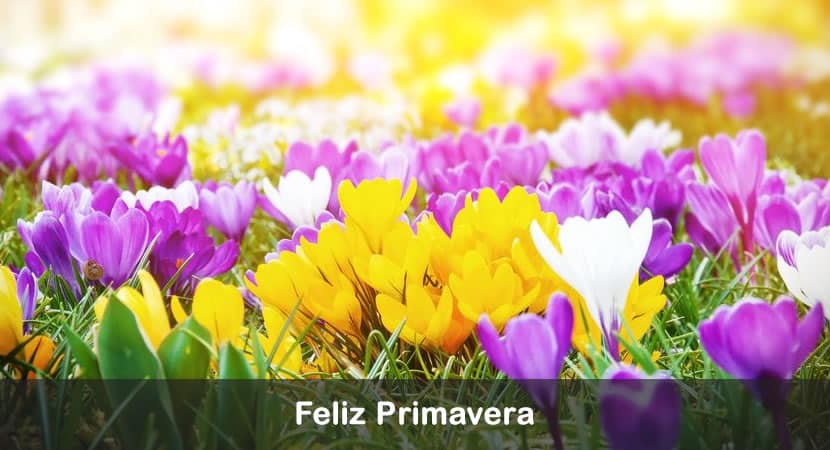 primavera