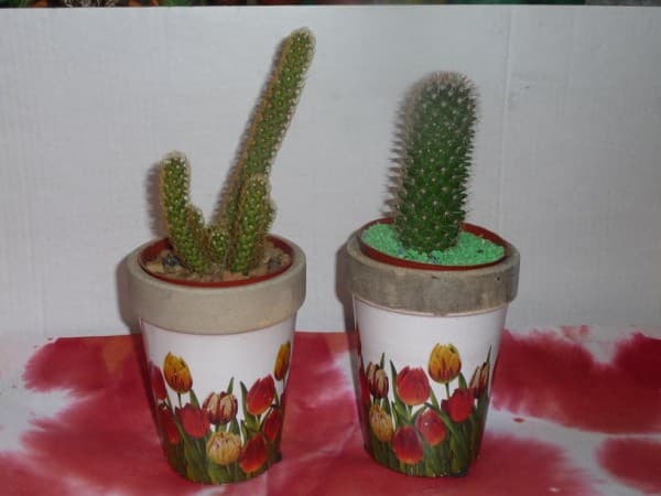 plantas-para-regalar-dia-del-amigo